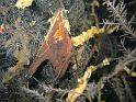 Avicule - Pteria aegyptiaca